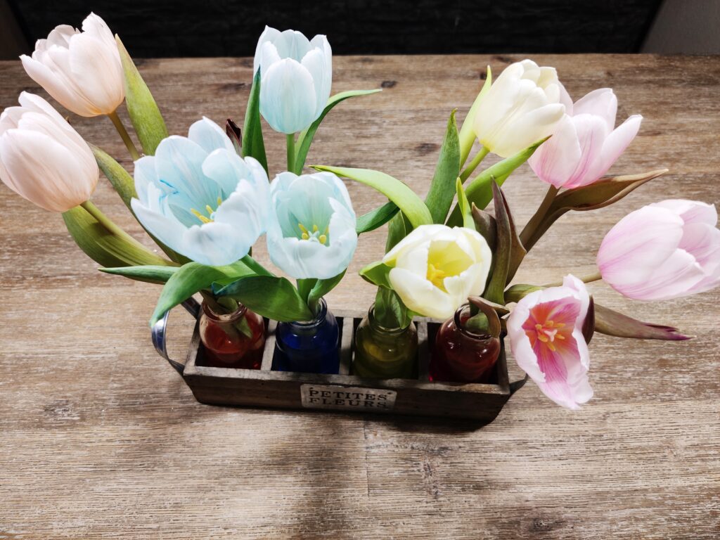 Tulpen einfärben